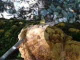 Phellinus gilvus image