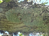 Punctelia jeckeri image