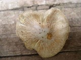 Inocybe sororia image