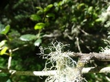 Ramalina pollinaria image