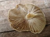 Inocybe sororia image
