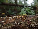 Physarum viride var. viride image