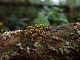 Physarum viride var. viride image