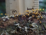 Physarum viride var. viride image