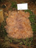 Phaeotremella frondosa image