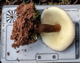 Gyroporus mcnabbii image