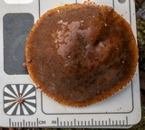Gyroporus mcnabbii image