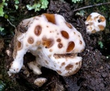 Ryvardenia campyla image
