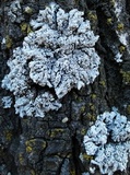 Physcia biziana image