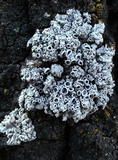 Physcia biziana image