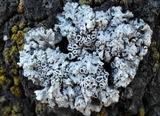 Physcia biziana image