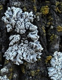 Physcia biziana image