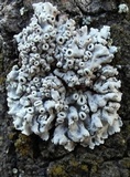Physcia biziana image