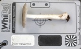 Amanita subvaginata image