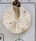 Amanita subvaginata image