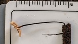 Marasmius alveolaris image