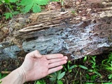 Ceratiomyxa fruticulosa var. fruticulosa image
