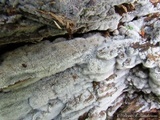 Ceratiomyxa fruticulosa var. fruticulosa image