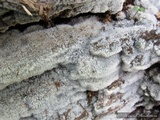 Ceratiomyxa fruticulosa var. fruticulosa image
