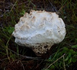 Calbovista subsculpta image