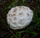 Calbovista subsculpta image