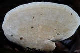 Coriolopsis caperata image