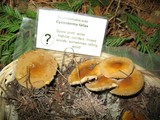 Cystoderma fallax image