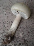 Agaricus arvensis image
