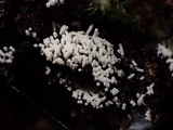 Henningsomyces candidus image