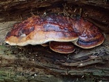 Fomitopsis mounceae image