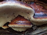 Fomitopsis mounceae image