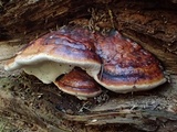 Fomitopsis mounceae image