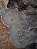 Veluticeps fimbriata image