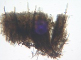 Veluticeps fimbriata image