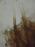 Veluticeps fimbriata image