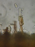 Veluticeps fimbriata image