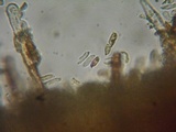 Veluticeps fimbriata image