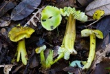 Hygrocybe virescens image