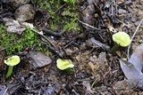 Hygrocybe virescens image