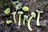 Hygrocybe virescens image