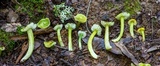 Hygrocybe virescens image