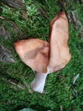 Gyromitra infula image