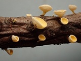 Lachnellula calyciformis image