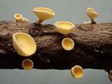 Lachnellula calyciformis image