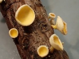 Lachnellula calyciformis image