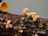 Lachnellula calyciformis image