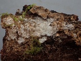 Trechispora farinacea image
