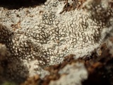 Trechispora farinacea image
