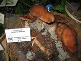 Cortinarius plumiger image