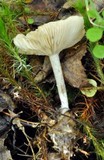 Clitocybe vibecina image